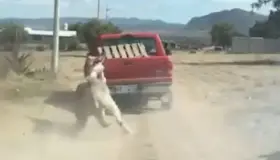 En Hidalgo, amarran a burro a camioneta y lo arrastran; abren investigación