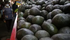 EU reactiva importación de aguacate mexicano