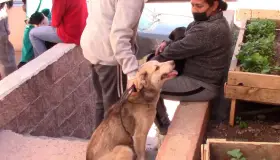 Continúa
jornada de castración

 