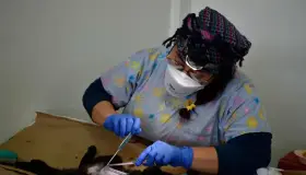 Inhiben problemas de salud con esterilización de mascotas