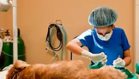 Esterilizarán a más mascotas: SM