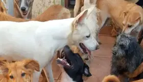 Buscan apoyos para perros rescatados