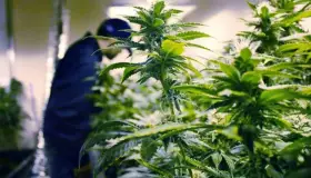 Alcanza industria de la marihuana ganancias millonarias en Arizona