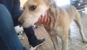 Cumple APA su propósito