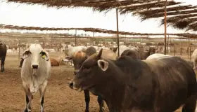 Sonora, libre de brucelosis bovino, EU reconoce a la entidad