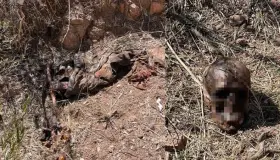 Localizan restos óseos en Nogales 