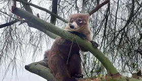 Rescatan a tejón en colonia Buenos Aires