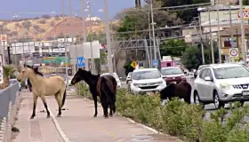 Peligro latente de caballos en periférico Colosio