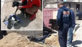Rescatan bomberos a cachorrito atrapado en tubería de drenaje