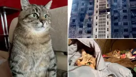 Recauda gato donativos para ayuda de animales en Ucrania