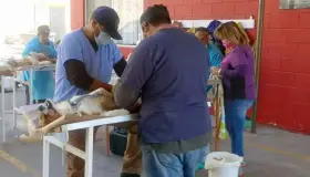 Tiene éxito jornada de esterilización en esta frontera