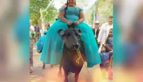 ¡Llega quinceañera montada en búfalo a su fiesta… y las redes estallan!