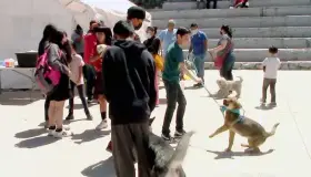 Existosa jornada de esterilización en Villa Sonora
