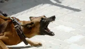 Ataca perro a mujer y la muerde