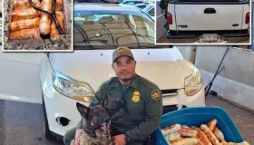 Descubre fentanilo oficial canino en Arizona