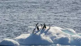 Registra Antártida récord de descenso histórico de hielo marino