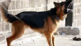 Atacan a mujer jauría de perros en colonia Bella Vista