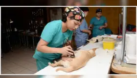 Anuncian campaña de esterilización canina y felina