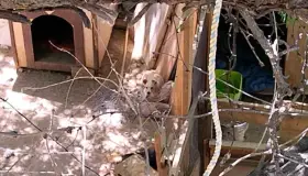 Denuncia vecino maltrato de perros y gatos