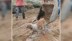 Rescatan a perrita que cayó a canal en Ecuador