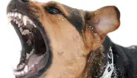 Hay más de 10 casos de mordedura  de perros por semana: Coordinador del CACF