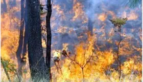Aumentan incendios forestales en un 200%