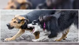 Inicia temporada agresiva de perros