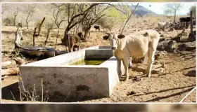 Destinarán 142 mdp a pequeños ganaderos