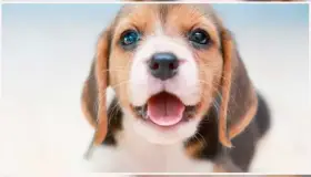 Pondrán a perritos en adopción