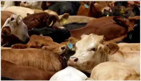 Prevén caída en exportación de ganado