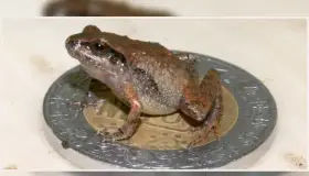 Hallan nuevas especies de ranas miniatura en México