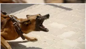 Ataca perro a niño de 7 años