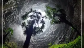 Descubren bosque nunca antes visto a interior de ‘pozo celestial’