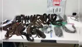 Canalizan 30 trenzas para pelucas oncológicas