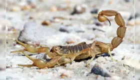 Precaución por picaduras de alacrán; acudir inmediatamente al hospital: epidemiólogo