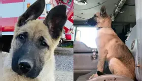 Roban perro a bomberos de Nogales