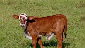 Choca contra becerro; salió de entre la maleza