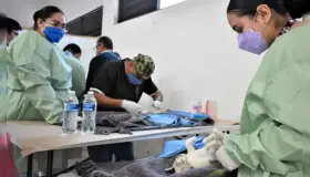 Cerca de alcanzar las 2 mil esterilizaciones de mascotas