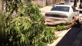 Piden rescaten árbol caído por la tormenta del sábado