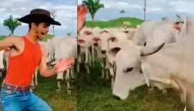 Ataca vaca a joven que intentaba bailar trend para TikTok