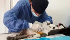 Reanudarán campaña de esterilización tras fiestas patrias