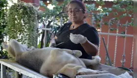 Realizan jornada de esterilización canina y felina en Los Encinos