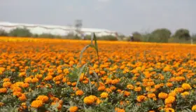 Queman catrina artesanal en Tlaxcoapan