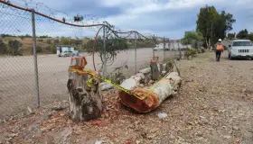 Talan árboles al sur de Nogales