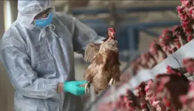 ¿Te puedes contagiar si consumes productos contaminados con gripe aviar?