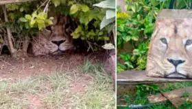 Siembra pánico león oculto en banca, hasta que vieron lo que era