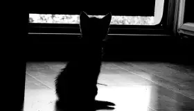 Tienen dos gatitos bebés en adopción