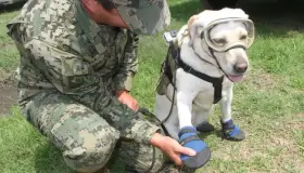 Fallece Frida, perrita rescatista de la Marina