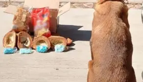 Incautan pastillas de fentanilo ocultas en pan artesanal