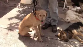 Cumplen meta en esterilización de mascotas
